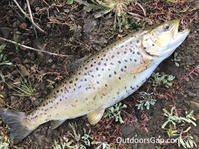 Talbot Reservoir brown trout.