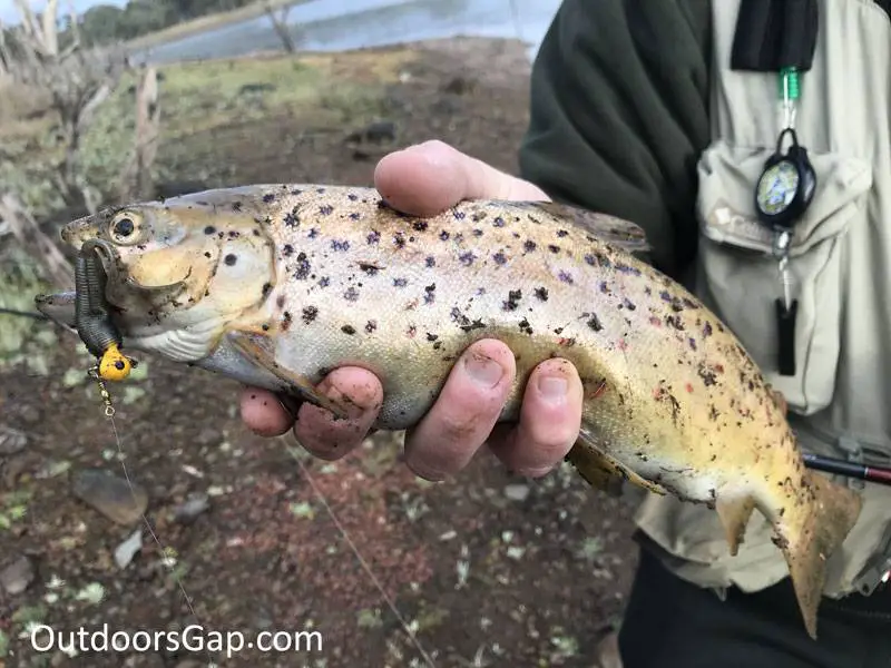 Brown trout caught at Talbot Reservoir on soft plastic lure.