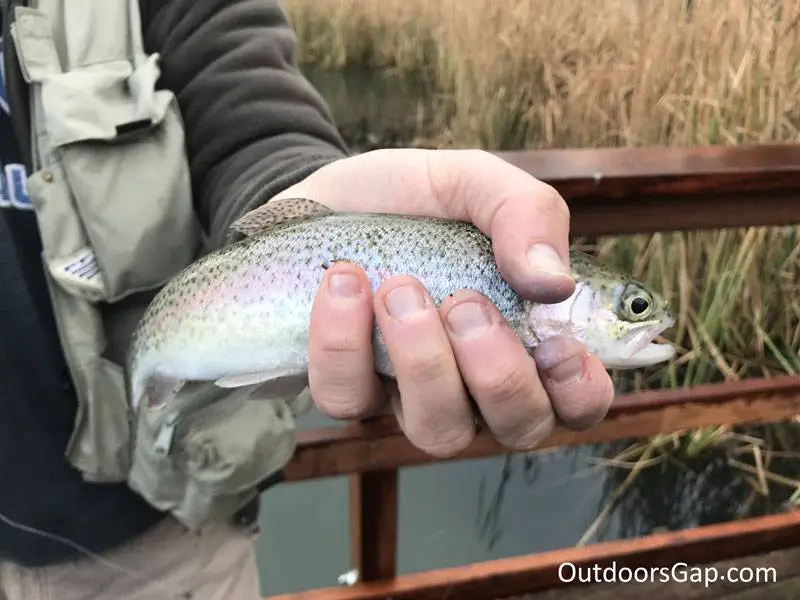 Fishing for Rainbow trout caught on corn
