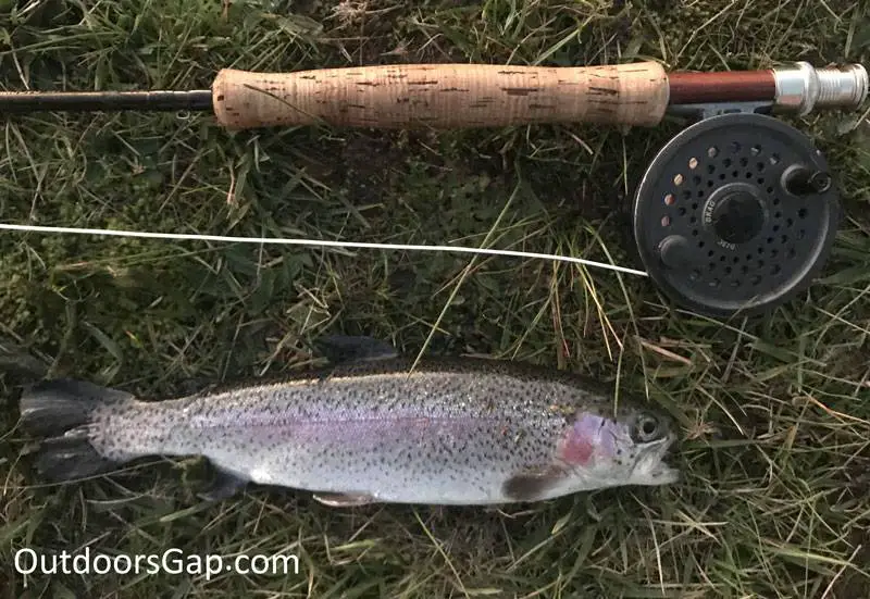 Rainbow trout caught on fly rod