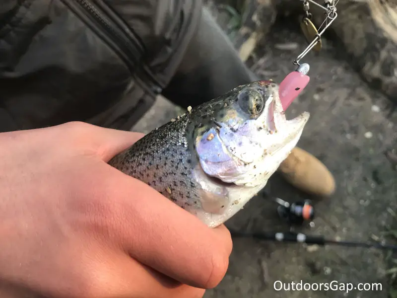 Rainbow trout caught on spinnerbait