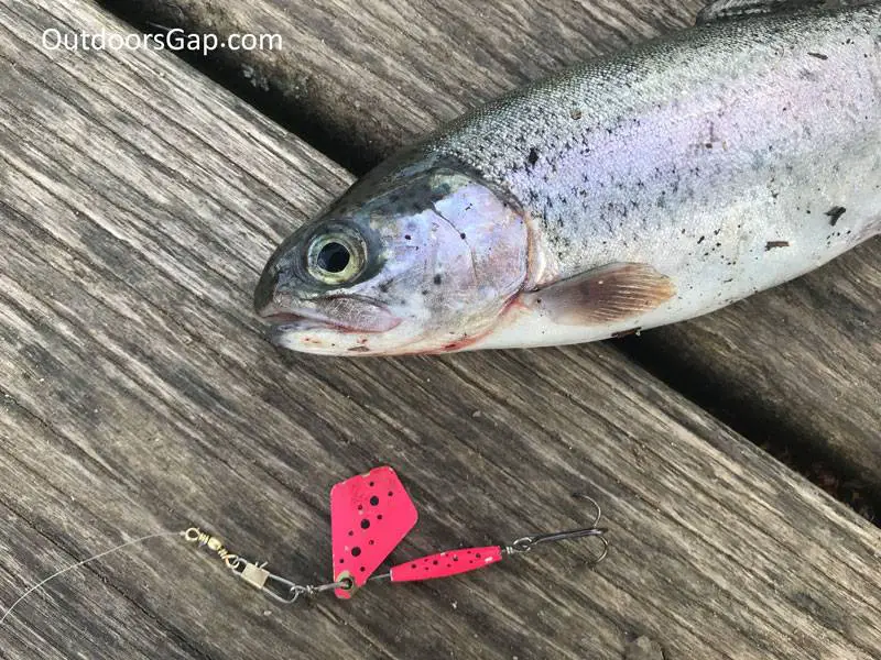 rainbow trout caught with Pink Panther Tassie Devil bladed lurei
