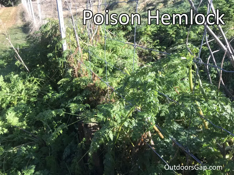 Poison hemlock
