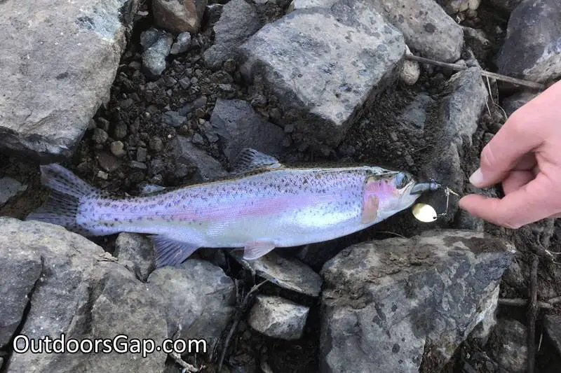 Rainbow trout caught on spinner bait at Bostock Reservoir