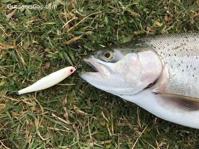 Trout caught with Bent minnow lure