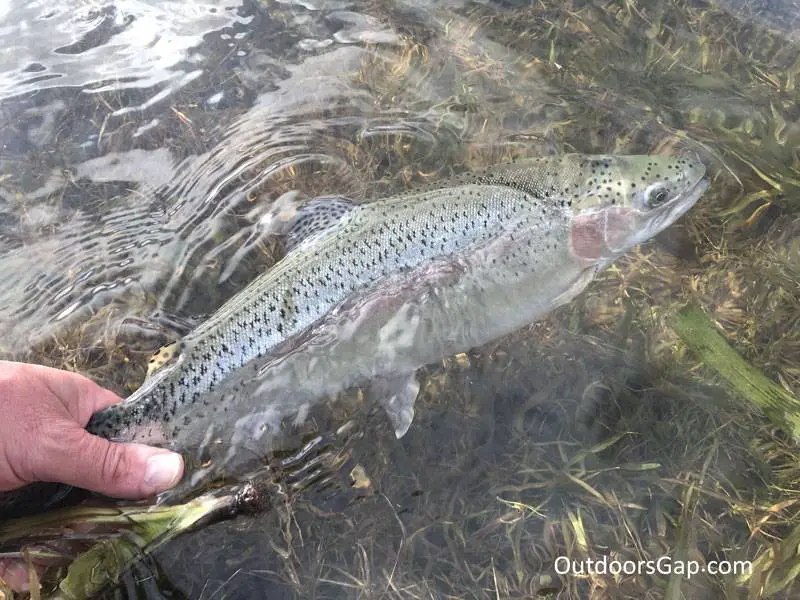 Rainbow trout catch and release