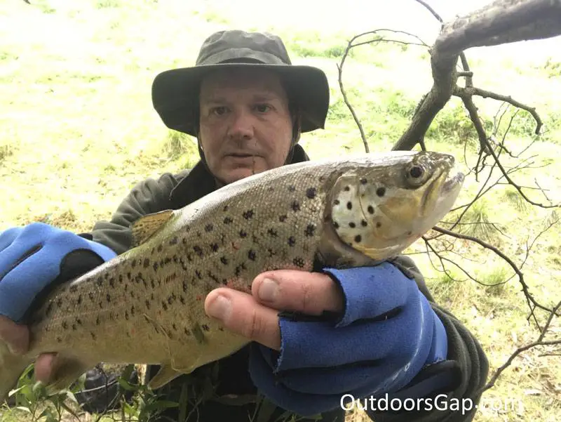 brown trout caught at Moorabool Reservoir