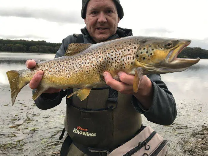 Fishing for trout. A brown trout caught on spinner.