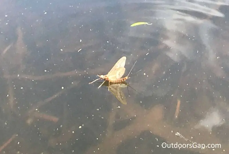 Mayfly "dun" just hatching