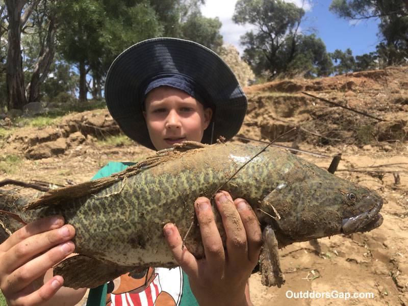 Murray cod fishing. Caught on lure.