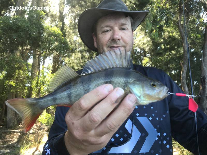 Redfin Perch on lure