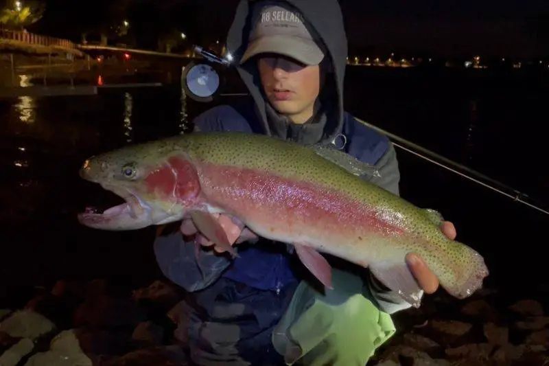 A rainbow trout caught at Lake Wendouree fishing