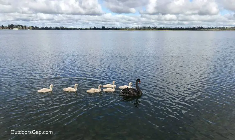 swans Lake-Wendouree