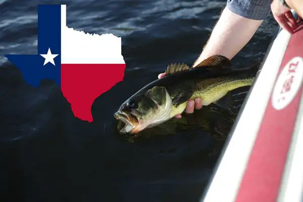Best Fishing In Texas. Bass with Texas flag.