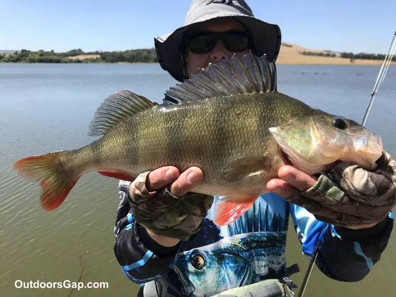 How To Fish Murky Water. Image Redfin Perch caught in dirty water.