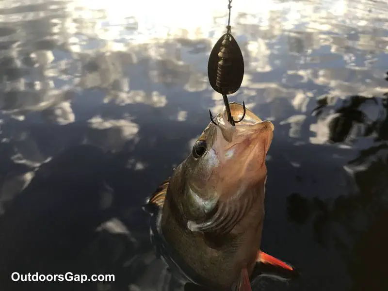 Inline spinner with perch.
