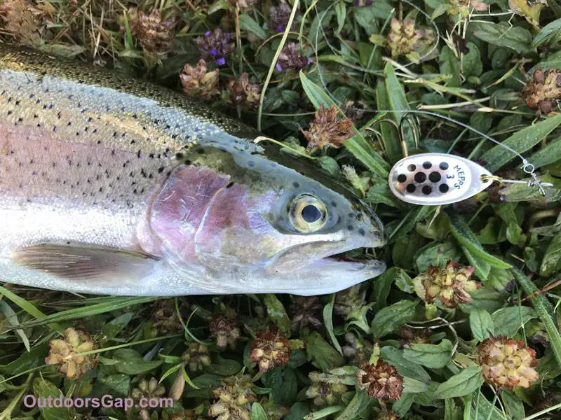 Mepps Aglia Spinner with rainbow trout.