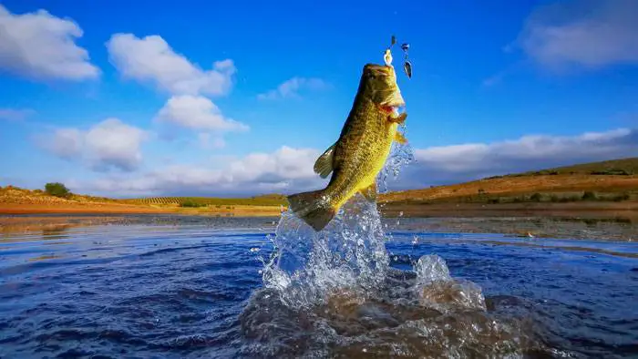 Why Do Bass Jump Out of the Water?
