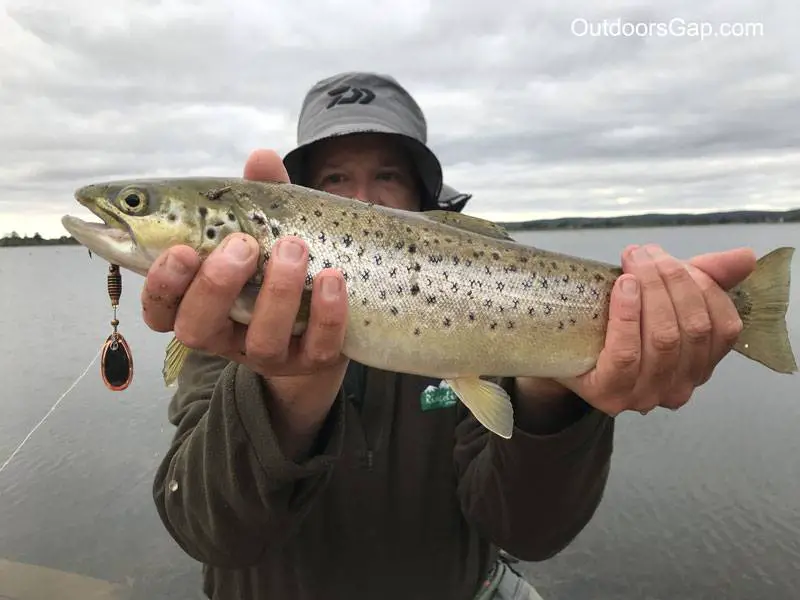 Brown trout caught on inline spinner