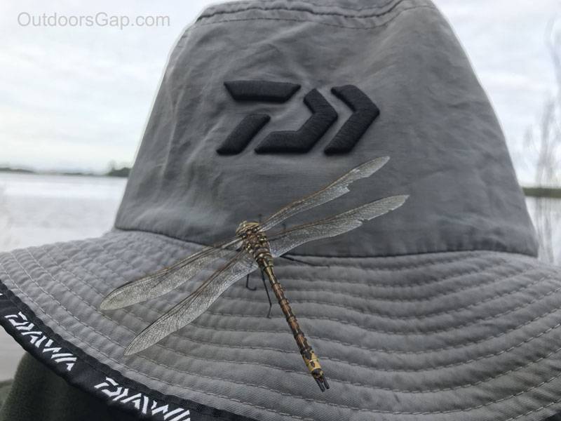 Dragonfly on fishing hat