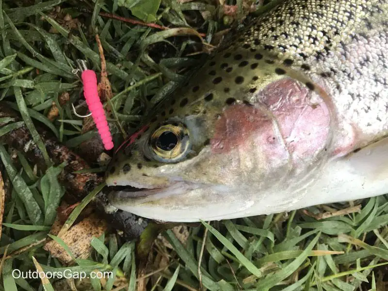 Rainbow trout caught with Trout Magnet