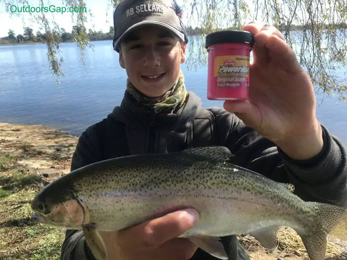 Rainbow trout caught with Powerait